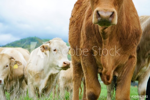 Picture of multi colored red brown black white beef cattle graze on green pasture Herd of cows in green field 